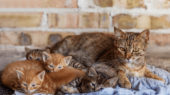 Por que a gata muda os filhotes de lugar? Veja como lidar