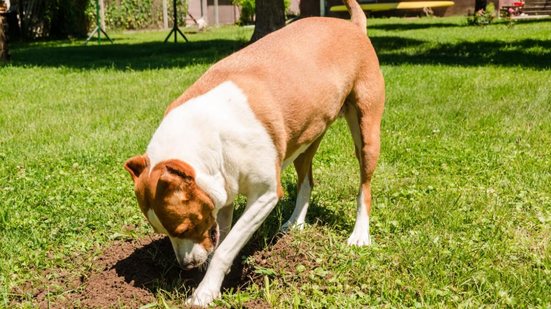O hábito de enterrar a comida está profundamente ligado aos instintos do cachorro (Imagem: Pelle Zoltan | Shutterstock)