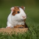 O porquinho-da-índia têm comportamentos e características bastante curiosos  (Imagem: Rita_Kochmarjova | Shutterstock)