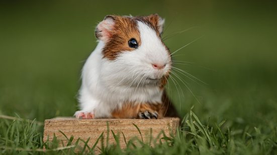 O porquinho-da-índia têm comportamentos e características bastante curiosos  (Imagem: Rita_Kochmarjova | Shutterstock)