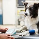 Cães e gatos também podem desenvolver pressão alta (Imagem: KOTOIMAGES | Shutterstock)