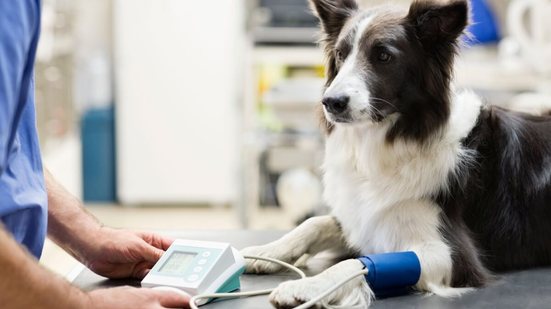 Cães e gatos também podem desenvolver pressão alta (Imagem: KOTOIMAGES | Shutterstock)