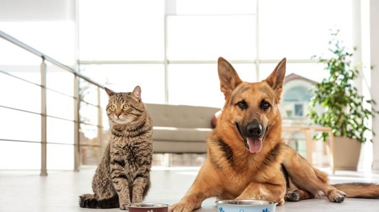 A qualidade da proteína influencia diretamente a saúde e o bem-estar dos pets (Imagem: New Africa | Shutterstock)