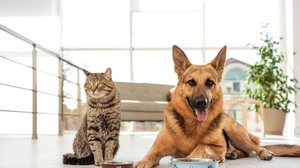 A qualidade da proteína influencia diretamente a saúde e o bem-estar dos pets (Imagem: New Africa | Shutterstock)