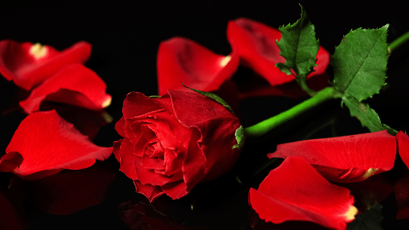 Quer renovar o magnetismo pessoal? Conheça 3 banhos com rosa vermelha