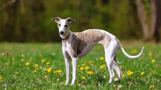 O whippet apresenta um corpo naturalmente esguio, com peito profundo, abdômen retraído, pescoço longo e pernas compridas (Imagem: Jade12 | Shutterstock)