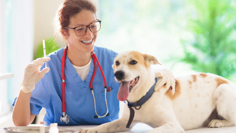 Raiva é uma doença grave: veja como identificar sinais nos animais e prevenir