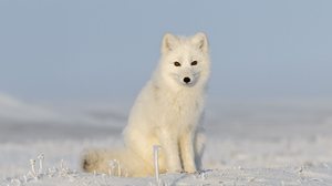 A raposa-do-ártico é considerada um dos mamíferos mais resistentes ao frio (Imagem: Alexey Seafarer | Shutterstock)