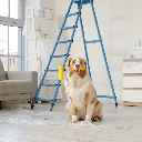 Cuidados simples tornam a reforma em casa menos assustadora para os pets (Imagem: Pixel-Shot | Shutterstock)