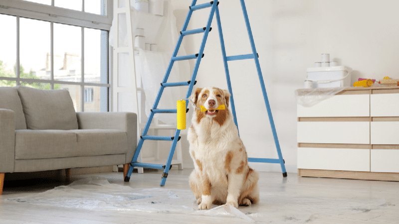 Reforma em casa pode afetar o comportamento dos pets? Veja como tornar esse período mais tranquilo