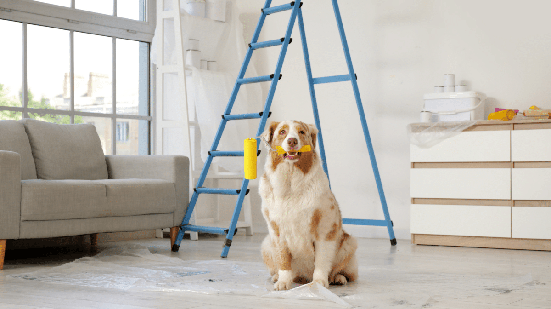 Cuidados simples tornam a reforma em casa menos assustadora para os pets (Imagem: Pixel-Shot | Shutterstock)