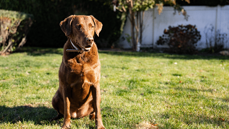 Resistente ao frio e apaixonado por água: conheça o Chesapeake Bay Retriever