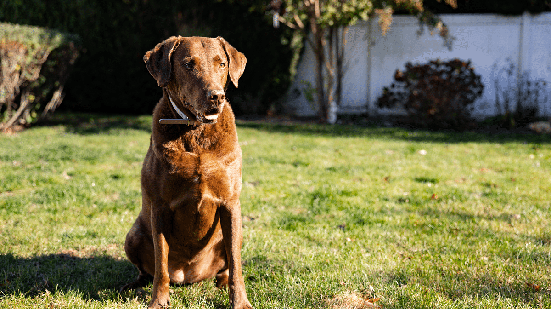 Resistente ao frio e apaixonado por água: conheça o Chesapeake Bay Retriever