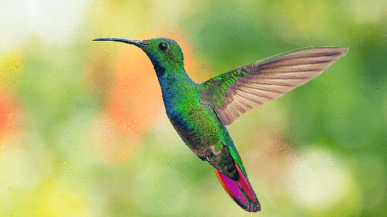 Uma das características mais impressionantes do beija-flor é a capacidade de permanecer praticamente imóvel no ar enquanto se alimenta (Imagem: Wirestock Creators | Shutterstock)