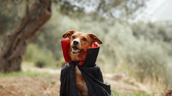 Muitas características dos personagens da Saga Crepúsculo combinam com cães de diferentes portes, temperamentos e estilos (Imagem: Anna Averianova | Shutterstock)