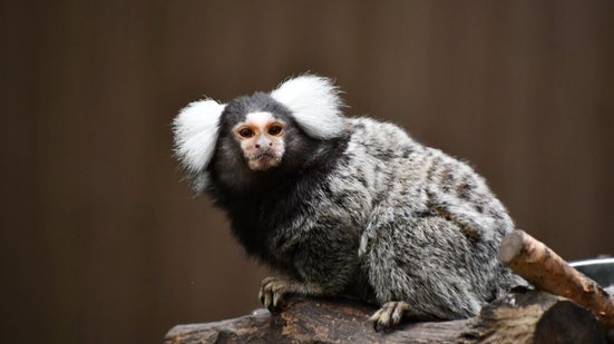 Inteligente, curioso e sociável, o sagui desempenha um papel importante na natureza (Imagem: Anyelle van Can | Shutterstock)