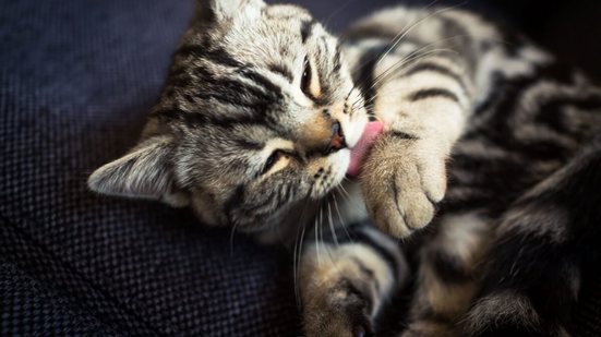 Alguns cuidados são importantes para diminuir a frequência com que as bolas de pelos são eliminadas (Imagem: Eugen Lk | Shutterstock)