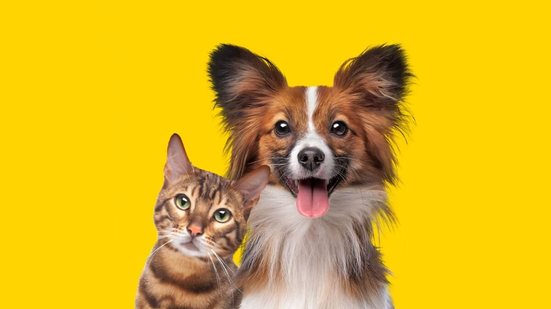 Cuidados simples ajudam a proteger cães e gatos dos ectoparasitos (Imagem: Thiago Diaz | Shutterstock)