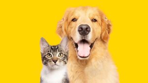 As doenças renais afetam uma parcela significativa da população de pets (Imagem: Vinicius Florio | Shutterstock)