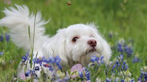 Os animais também podem sofrer consequências ao serem picados por uma abelha (Imagem: kembly0914 | Shutterstock)