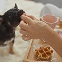 Além de conter substâncias tóxicas, a comida do tutor raramente atende às necessidades nutricionais dos pets (Imagem: Krakenimages.com | Shutterstock)