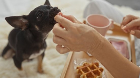 Além de conter substâncias tóxicas, a comida do tutor raramente atende às necessidades nutricionais dos pets (Imagem: Krakenimages.com | Shutterstock)