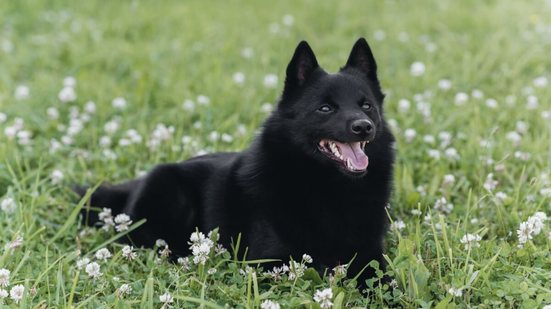 O schipperke é reconhecido por seu comportamento ativo e vigilante (Imagem: Anton Pentegov | Shutterstock)