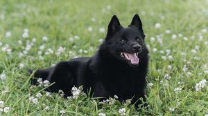 O schipperke é reconhecido por seu comportamento ativo e vigilante (Imagem: Anton Pentegov | Shutterstock)