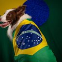 Alguns craques da Seleção Brasileira deixaram seu legado dentro de campo e podem inspirar nomes cheios de personalidade para o seu cachorro (Imagem: Wirestock Creators | Shutterstock)
