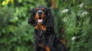 O setter gordon combina força física com elegância e é valorizado também por ser um ótimo companheiro  (Imagem: otsphoto | Shutterstock)