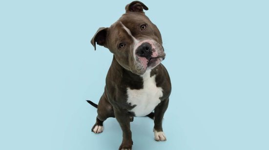 O nome “Nuvem” é perfeito para cachorros que parecem sonhar acordados e têm um olhar tranquilo e introspectivo (Imagem: smrm1977 | Shutterstock)