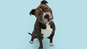 O nome “Nuvem” é perfeito para cachorros que parecem sonhar acordados e têm um olhar tranquilo e introspectivo (Imagem: smrm1977 | Shutterstock)