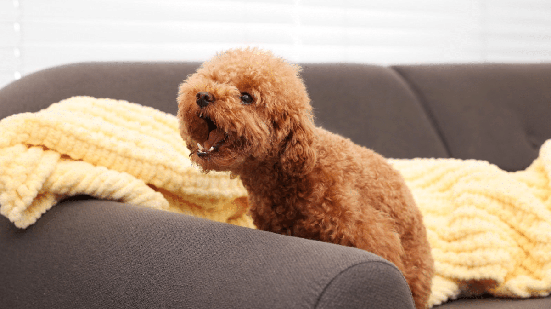 Alguns cachorros são mais sociáveis, enquanto outros demonstram maior necessidade de proteger o ambiente em que vivem (Imagem: New Africa | Shutterstock)