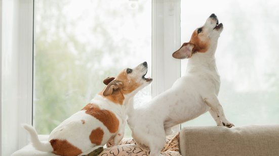 Nomes para cachorros que gostam de latir ajudam a expressar a personalidade dos pets (Imagem: Yuliya Evstratenko | Shutterstock)