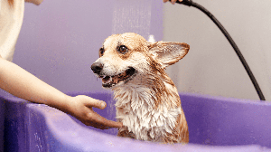 A frequência dos banhos deve acompanhar as necessidades de cada cachorro (Imagem: AYO Production | Shutterstock)