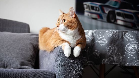 Os gatos arranham móveis como uma forma de comunicação e autocuidado (Imagem: Tatiana Osipova | Shutterstock)