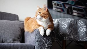 Os gatos arranham móveis como uma forma de comunicação e autocuidado (Imagem: Tatiana Osipova | Shutterstock)