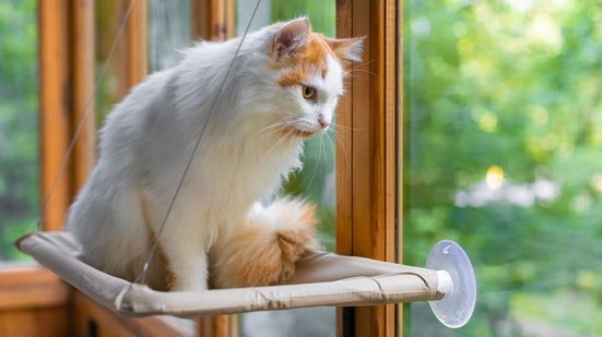 Há nomes perfeitos para gatos distraídos (Imagem: Oleg Opryshko | Shutterstock)