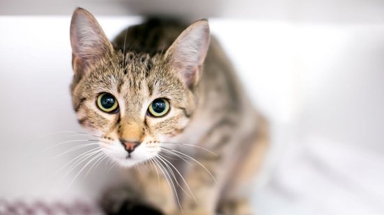 Buscar inspiração em nomes que transmitam calma é ideal para gatos tímidos e de temperamento sereno (Imagem: Mary Swift | Shutterstock)