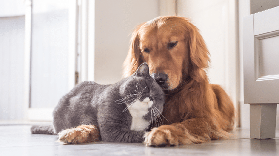 Alguns cuidados e adaptações na rotina podem ajudar a reduzir a ansiedade nos animais (Imagem: Chendongshan | Shutterstock)
