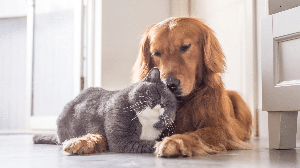 Alguns cuidados e adaptações na rotina podem ajudar a reduzir a ansiedade nos animais (Imagem: Chendongshan | Shutterstock)