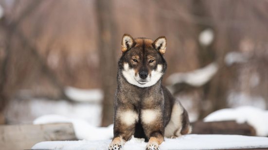 O shikoku é considerado um monumento natural do Japão (Imagem: Anastasiia Cherniavskaia | Shutterstock)