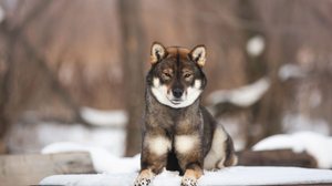 O shikoku é considerado um monumento natural do Japão (Imagem: Anastasiia Cherniavskaia | Shutterstock)