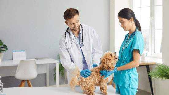 A doença hepática em cães exige atenção aos sinais e cuidados específicos para preservar a saúde e qualidade de vida do animal (Imagem: Studio Romantic | Shutterstock)