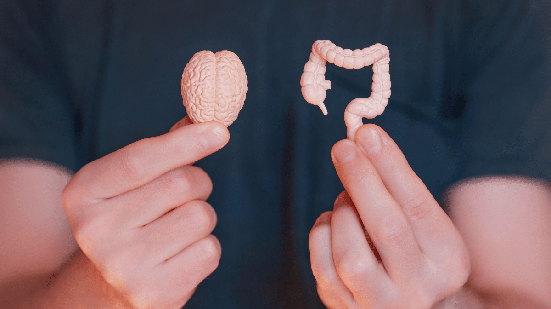 Relação entre cérebro intestino ajuda a explicar por que períodos de maior estresse, ansiedade e tensão emocional podem provocar alterações digestivas (Imagem: Chizhevskaya Ekaterina | Shutterstock)