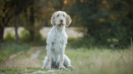 O spinone italiano tem um comportamento equilibrado e forte ligação com a família (Imagem: AnetaZabranska | Shutterstock)