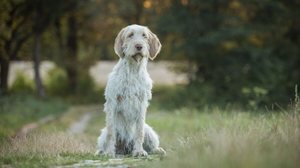 O spinone italiano tem um comportamento equilibrado e forte ligação com a família (Imagem: AnetaZabranska | Shutterstock)