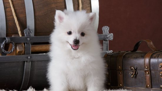 Apesar de parecidos, o spitz alemão e o volpino italiano são cachorros diferentes (Imagem: Natalia Fedosova | Shutterstock)
