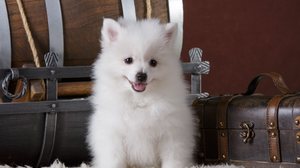 Apesar de parecidos, o spitz alemão e o volpino italiano são cachorros diferentes (Imagem: Natalia Fedosova | Shutterstock)