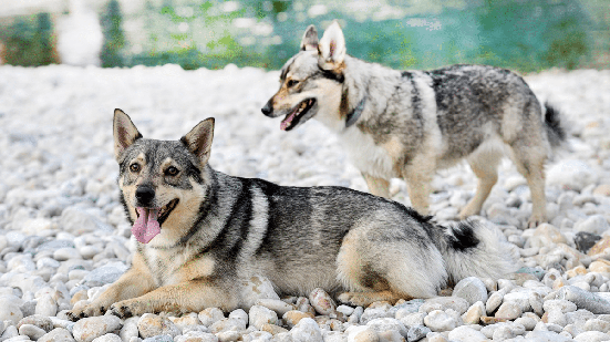 Embora se destaque pela função de pastoreio, o cachorro da raça spitz dos visigodos pode ser um ótimo companheiro para a família (Imagem: cynoclub | Shutterstock)
